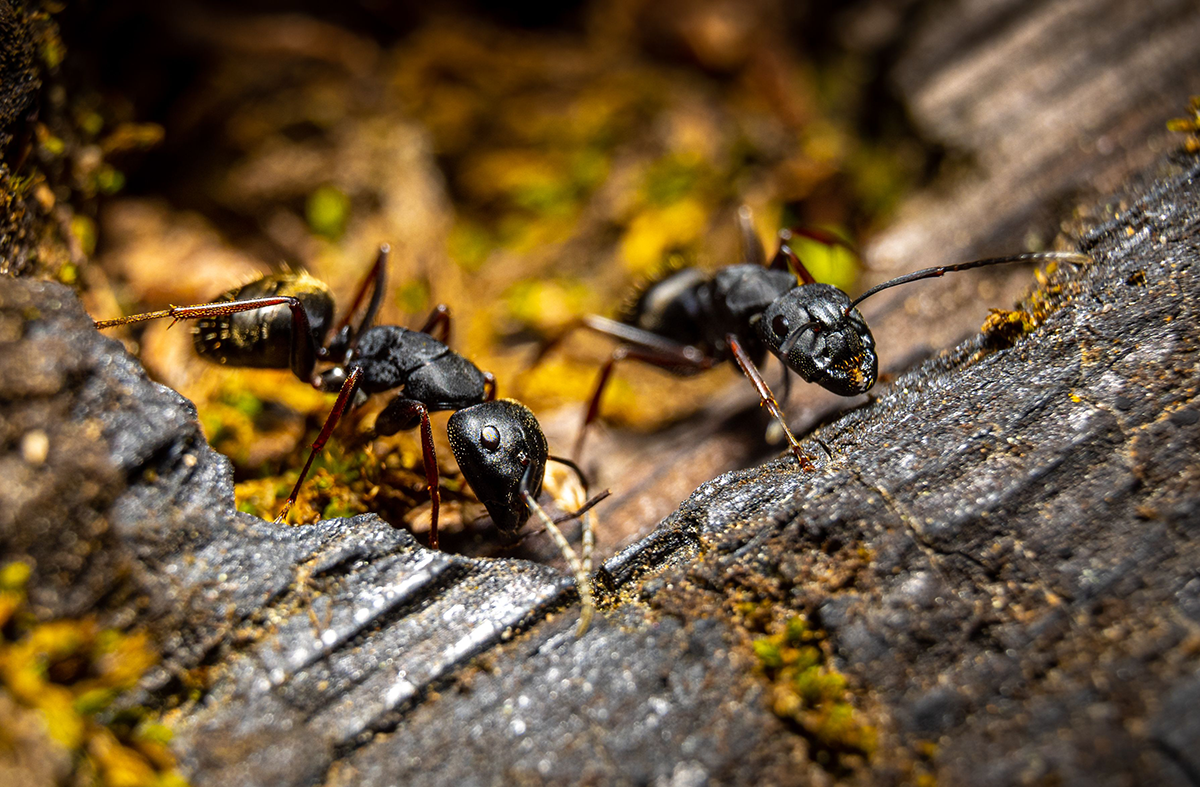 Close-up of two large black carpenter ants crawling across decaying, moss-covered wood.