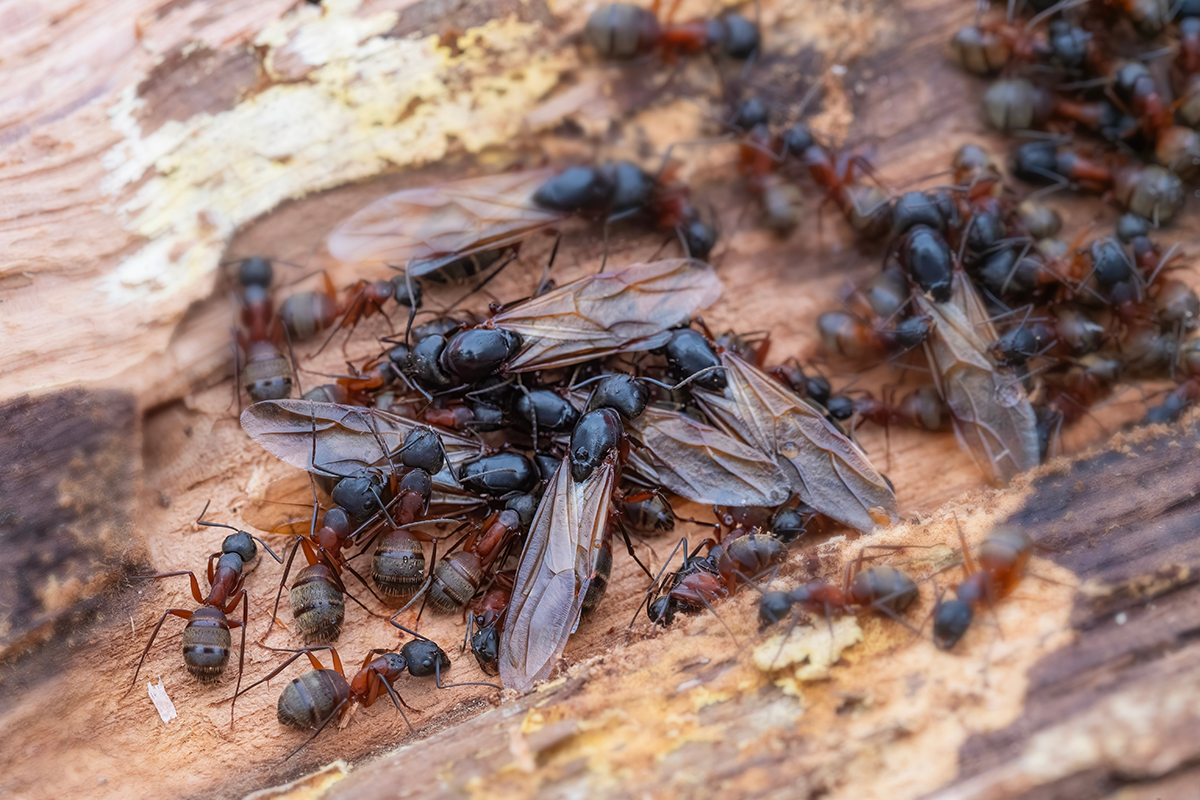 Cluster of winged carpenter ant swarmers (alates) surrounded by worker ants on exposed, weathered wood.