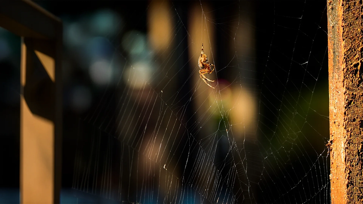 Orb-weaver spider sitting in its web on a porch in Southeast Alaska.
