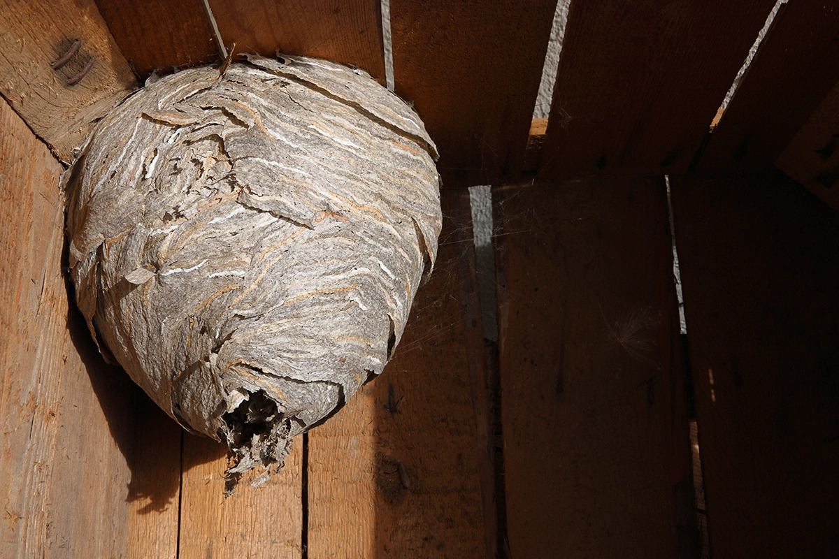 Large paper wasp nest attached beneath wooden roof framing