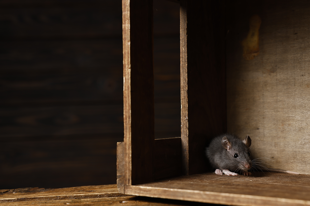 Brown rat hiding inside a wooden cabinet, highlighting signs of rodent infestation and the need for professional pest control.