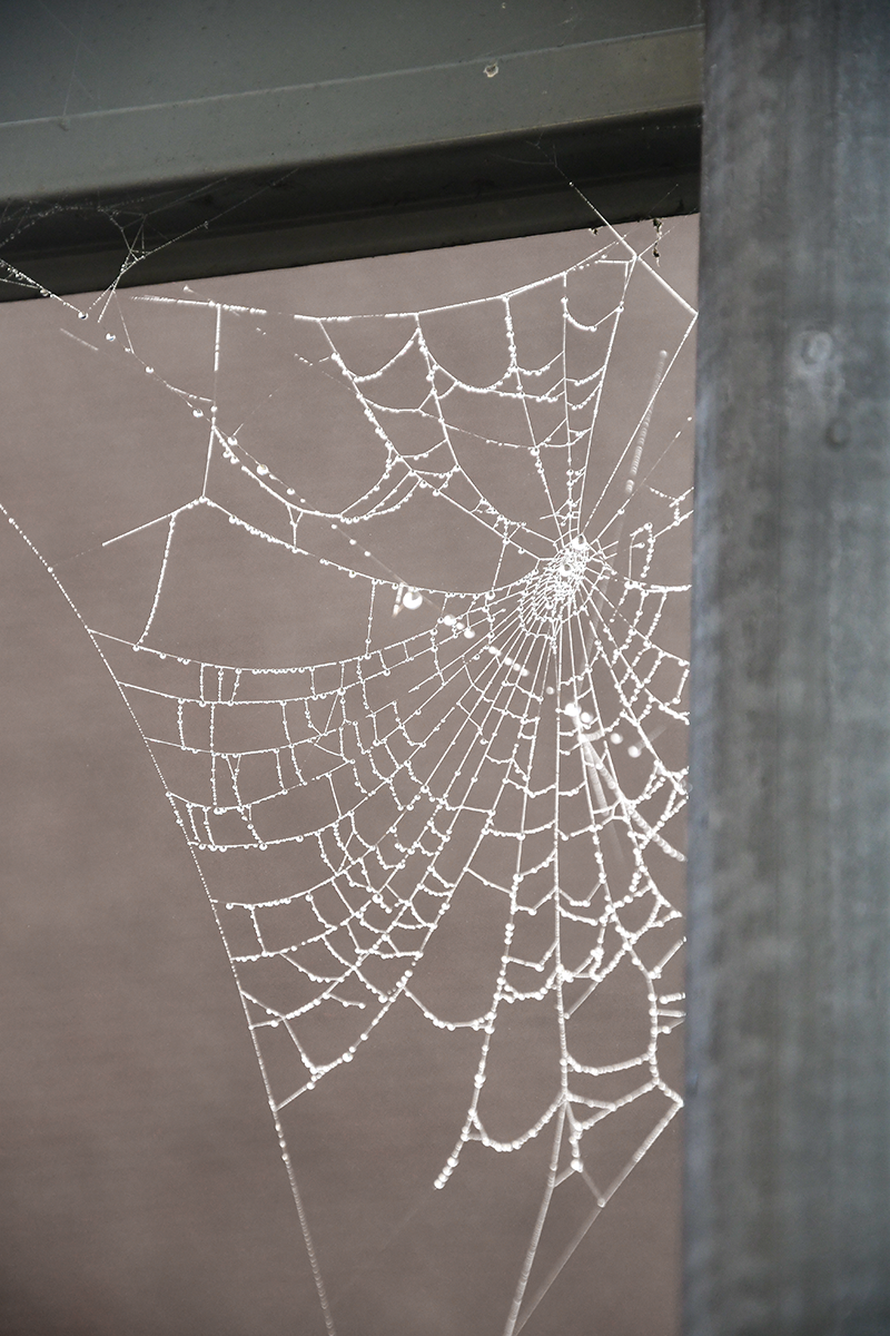 Spider web covered in water droplets stretched across a window corner, highlighting spider activity around homes.