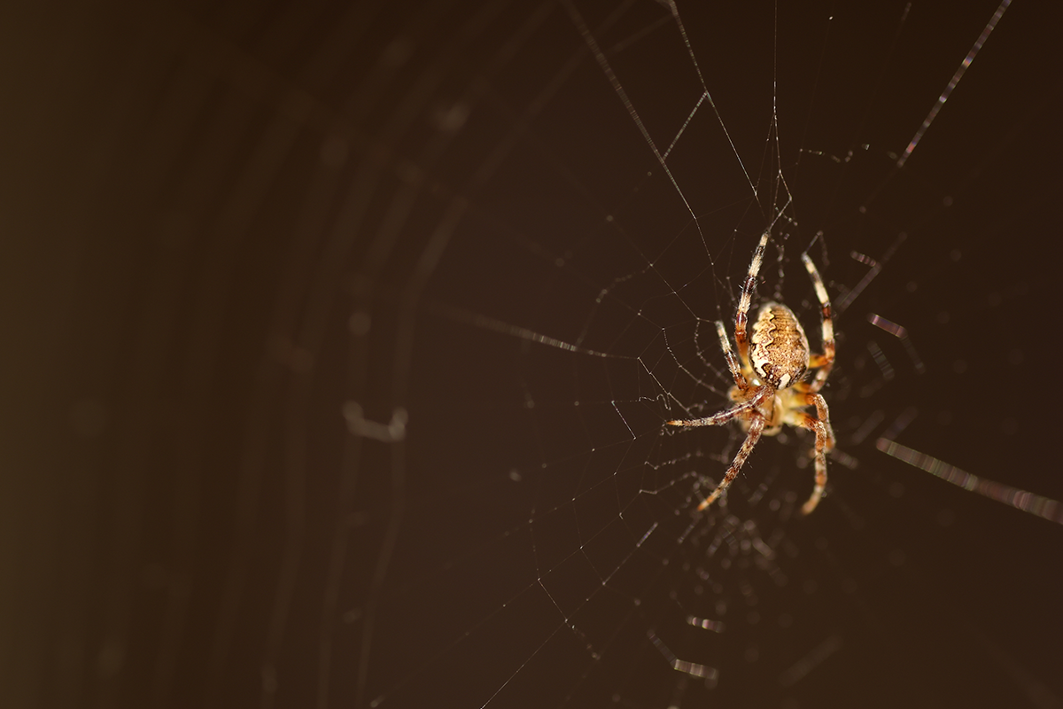 Close-up of a brown spider sitting in its web indoors, illustrating common household spider infestations and spider control.